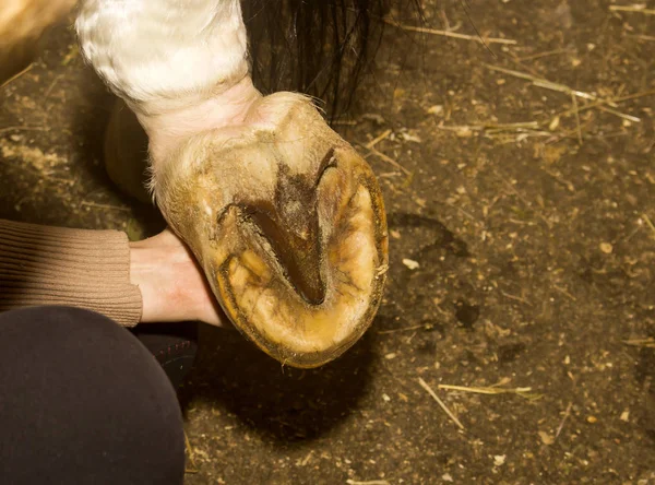 O noivo segura a perna levantada do cavalo para inspecionar o interior do pé — Fotografia de Stock