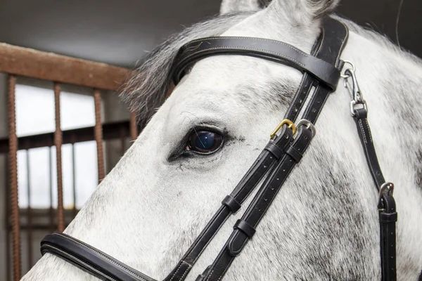 Bozal de un caballo gris en una brida —  Fotos de Stock