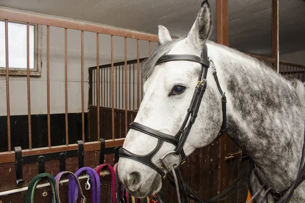 Un caballo deportivo de color gris en una brida y un martingala, se encuentra en los establos del pasillo —  Fotos de Stock