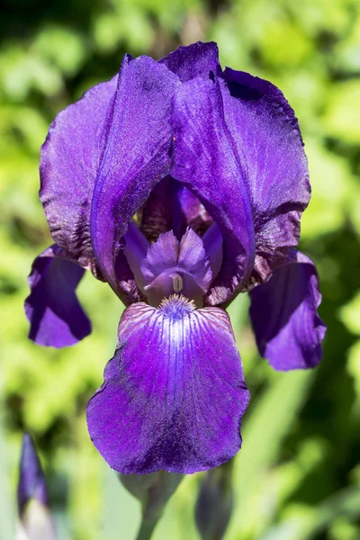 Iris blomma närbild — Stockfoto