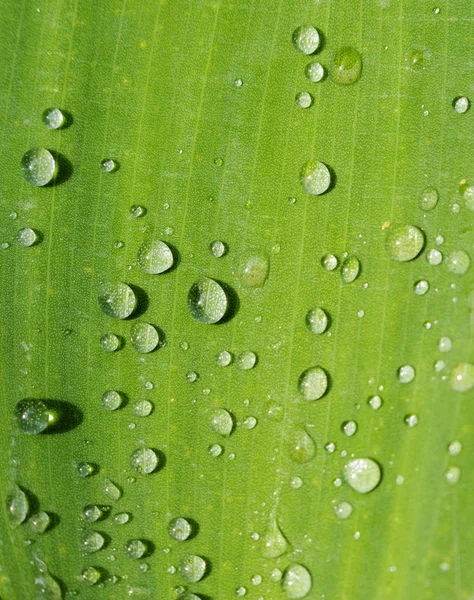 Hermosa hoja verde con gotas de agua, fondo — Foto de Stock