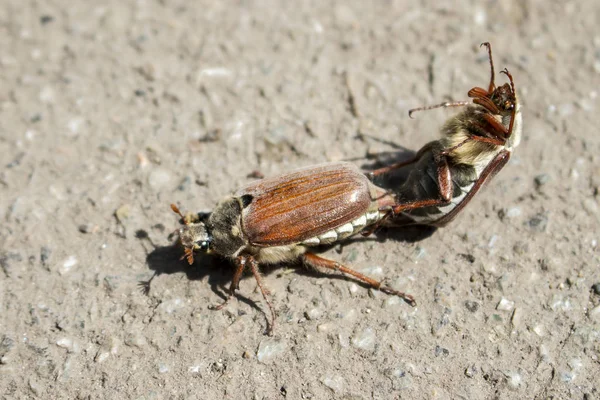 Käferpaar im Frühjahr — Stockfoto