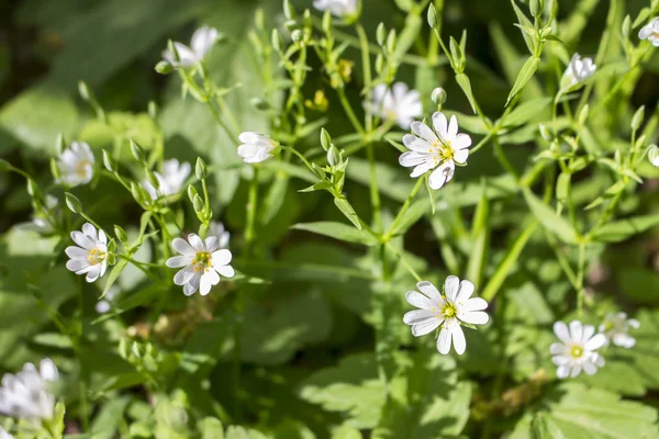 Chickweed flowers Group near — Stok Foto