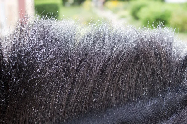 Crina descascada ao longo do pescoço de um pônei preto coberto com pequenas gotas de água close-up — Fotografia de Stock