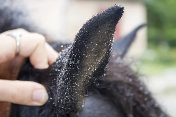 Orelhas de um pônei preto com cabelo grosso coberto com pequenas gotas de close-ups de água — Fotografia de Stock