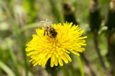 Karahindiba ile beslenirken eşek arısı.