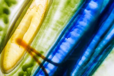 Parlak renklerle dolu bir camdaki soyut boya desenleri