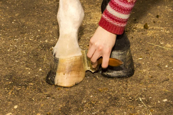 Escova de Groomer esfrega com pomada, o interior do casco do cavalo branco — Fotografia de Stock