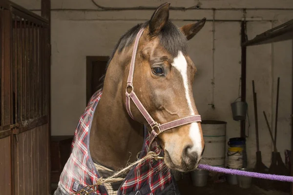 Un caballo en una manta a cuadros, se encuentra en los cruces en el pasillo del establo —  Fotos de Stock