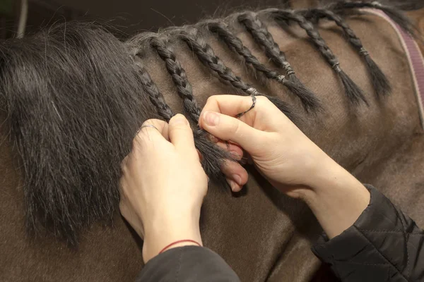 Pigtails trançados à mão humanos da crina do cavalo — Fotografia de Stock