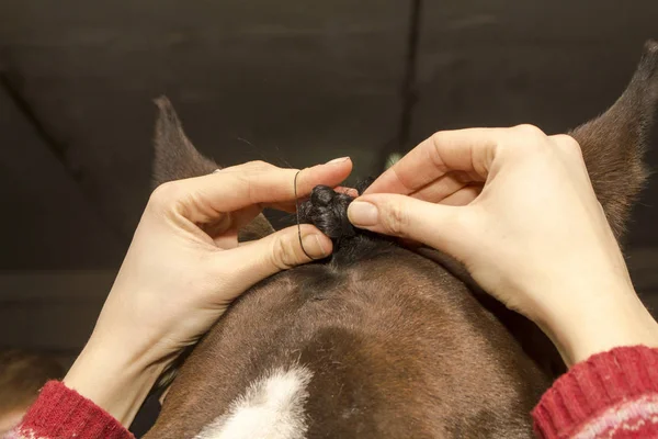 Groomer tranças franja cavalo — Fotografia de Stock