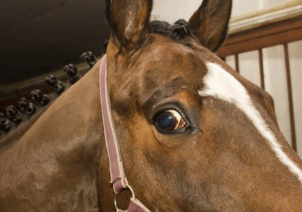 Caballo trenzado antes de la carrera tratando de ver lo que está sucediendo en el lado de ella —  Fotos de Stock