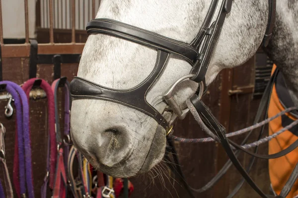 Muzzle of a gray horse in a bridle with a double capsule — 스톡 사진