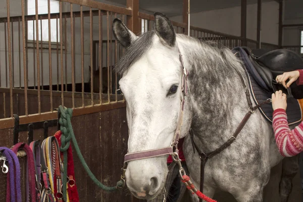 Gezadeld paard van grijs pak staat op de kruising in het stalgangpad — Stockfoto