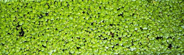 Antecedentes de hojas rectangulares poco profundas de pato que cubren la superficie del agua — Foto de Stock