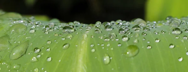 Schönes grünes Blatt mit Wassertropfen — Stockfoto