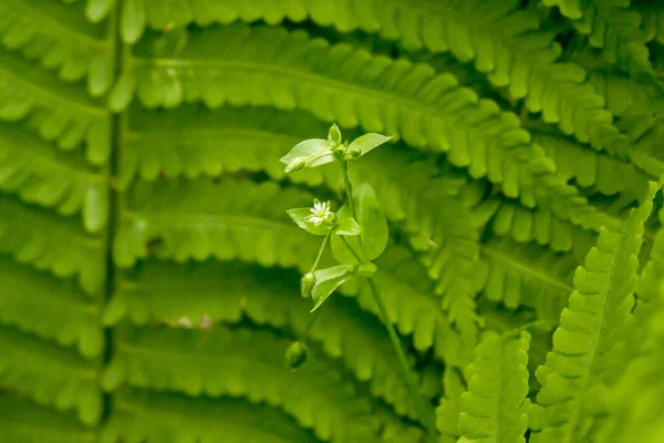 Chickweed on fern background — 스톡 사진