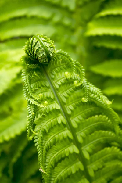 Young fern blooms leaves on a background of greenery — 스톡 사진