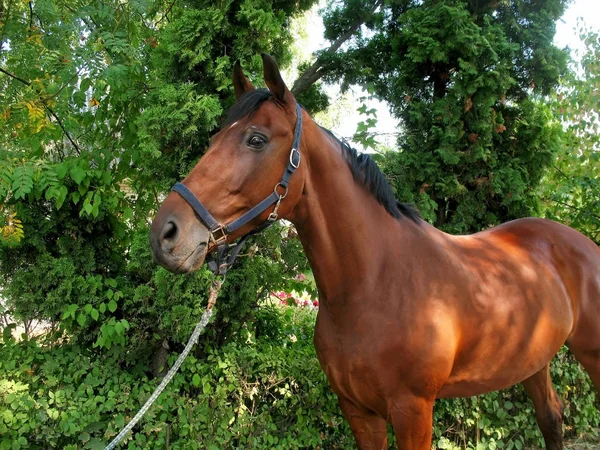 Bayard tittar märkligt nog i fjärran — Stockfoto