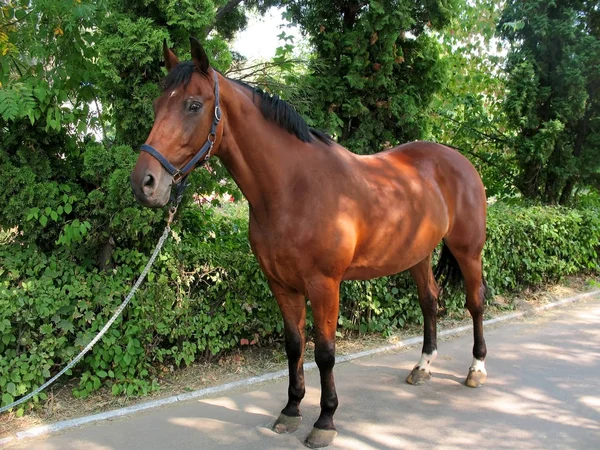 Caballo de bahía de raza grande exterior — Foto de Stock