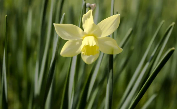 Flor amarela monocromática de narciso Triandrus — Fotografia de Stock