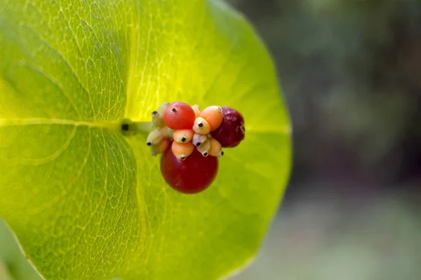 Fruta vermelha de madressilva localizada no centro da placa elíptica de folhas entrelaçadas close-up — Fotografia de Stock