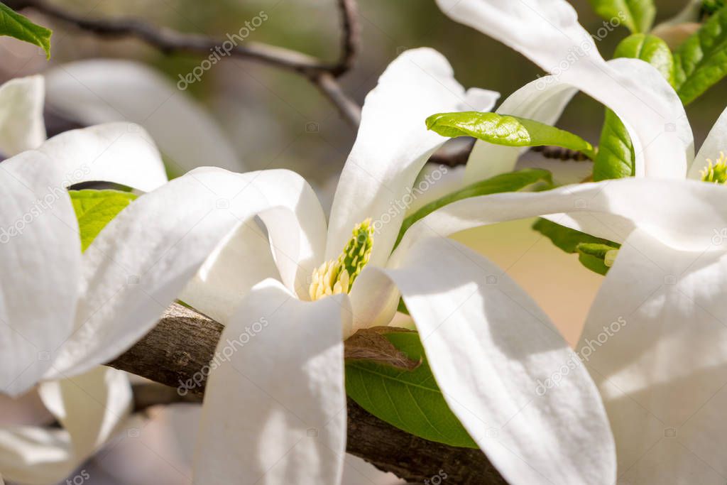 Magnolia salicifolia closeup, on a sunny day