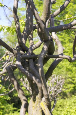 Eğri gövdeli yapay şekilli bir ağaç ve gövdeyi çevreleyen bir sürü bükülmüş dal.