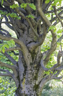 Kıvrımlı gövdesi ve kabuğu yosun tutmuş dalları olan yapay bir ağaç.