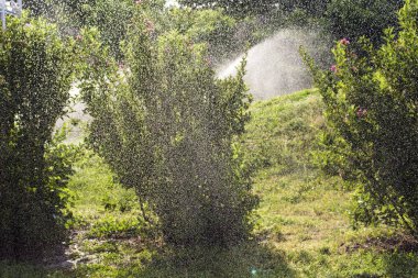 Çimenlikteki çiçekli çalıların üzerine ince püskürtülmüş su damlacıkları.