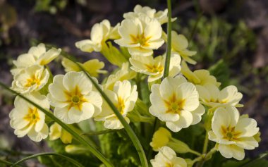 Bir grup çiçekli bayat çiçek.