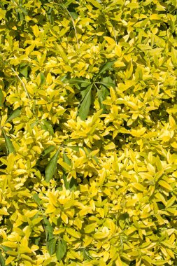 Japon sarmaşık çalılarının sarı yaprakları