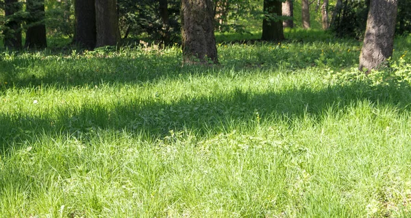 Crassl Cover von der Sonne im Wald beleuchtet — Stockfoto