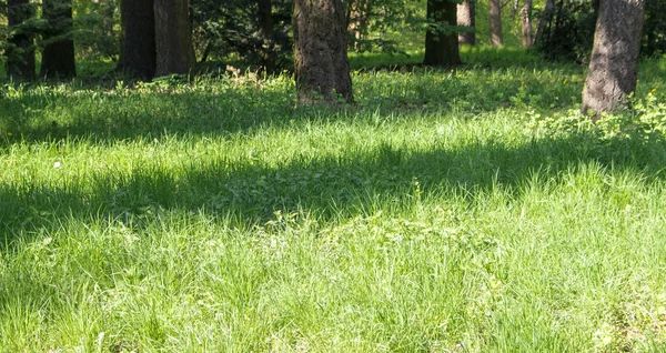 Cobertura de crassl iluminada pelo sol na floresta — Fotografia de Stock