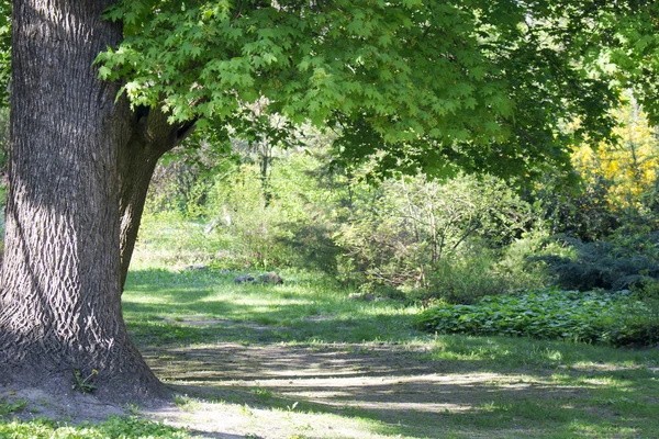 A large maple tree with green leaves in the flowering period — Stock Photo, Image