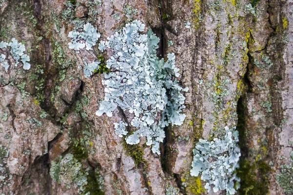 Folheados e outros líquenes na superfície da casca de uma árvore — Fotografia de Stock