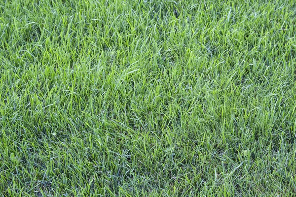 Prato verde, appena tagliato, luce del giorno — Foto Stock