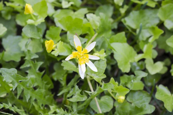 Early spring flower with yellow white petals — 스톡 사진