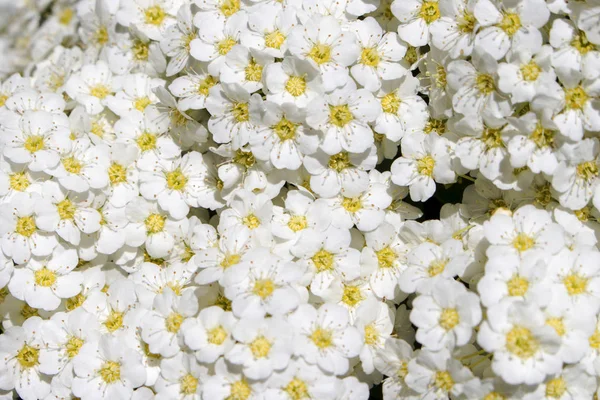 Hintergrund der weißen Spiralblumen — Stockfoto