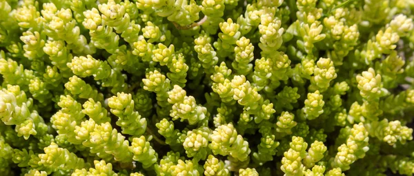 Texture close-up of a sedum rocky — 스톡 사진