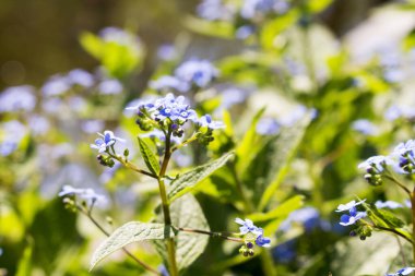 Yeşilliğin arka planında mavi unutma beni çiçekleri