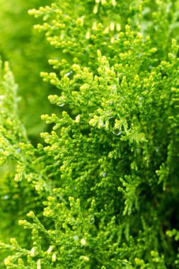 Tuya ya da Thuja, selvi (Cupressaceae) familyasından çiy damlaları bulunan bir kozalaklı spor cins.