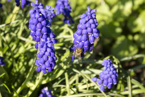 Inflorescence of muscari from purple round flowers that pollinates