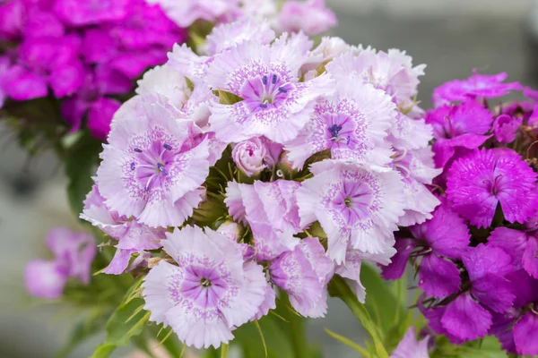 Bouquet d'oeillets turcs, rose clair, violet sur les côtés — Photo