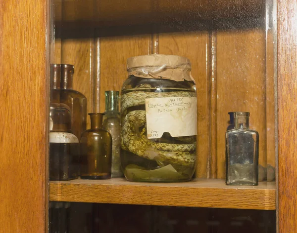 Bank with alcohol-bound snake and antique glass bottles for medicines stand on the shelf — 스톡 사진