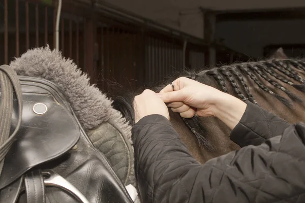 Groomer crina tranças cavalo selado — Fotografia de Stock