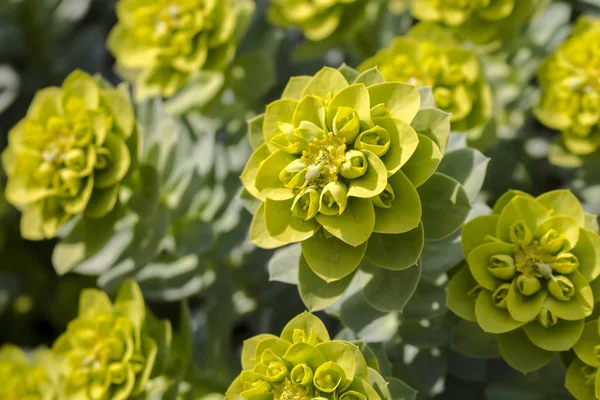 Blütenstände in Form von Regenschirmen der Euphorbia pallas gelb — Stockfoto