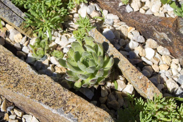 Pflanze semperviva umgeben von Steinen Nahaufnahme — Stockfoto