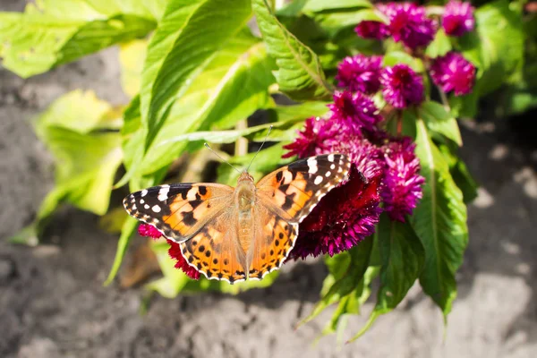 The butterfly rash on the inflorescence purple celosia — Stock Photo, Image