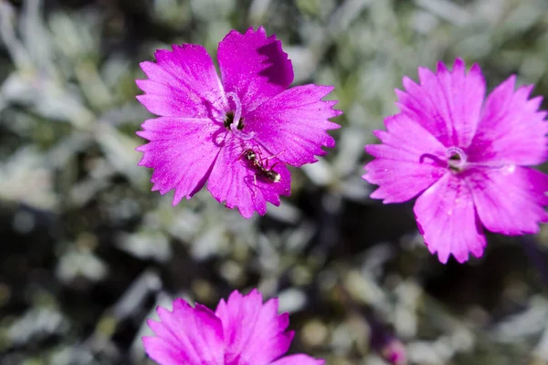 Blomma nejlika gratianopolitanus "Firewitch" med myra på peta — Stockfoto